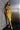 Cocktail Dresses  Bodycon Short Fitted Peplum Cocktail Dress Gold
