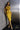 Cocktail Dresses  Bodycon Short Fitted Peplum Cocktail Dress Gold