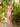 Prom Dresses Long Prom Butterfly Applique Sequins Dress Rose Pink