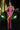 Prom Dresses Prom Beaded Long Formal Fitted Dress Fuchsia