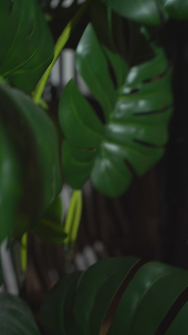 Preview Images